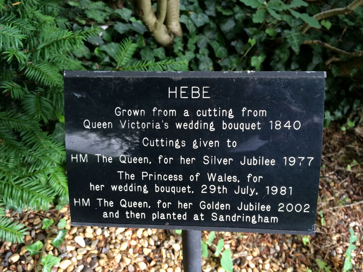 Hebe Plaque